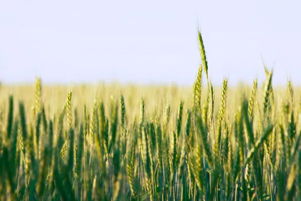 Campo di grano verde — Foto Stock