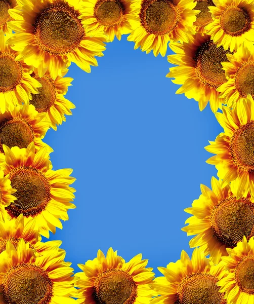 Sun flowers over blue sky — Stock Photo, Image