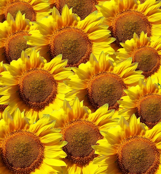 Sunflowers background — Stock Photo, Image