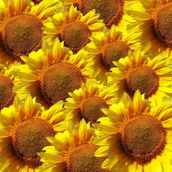 Sunflowers background — Stock Photo, Image