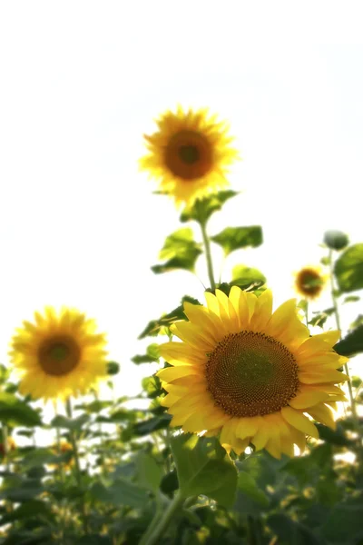 Group of sunflowers over white — Stock Photo, Image