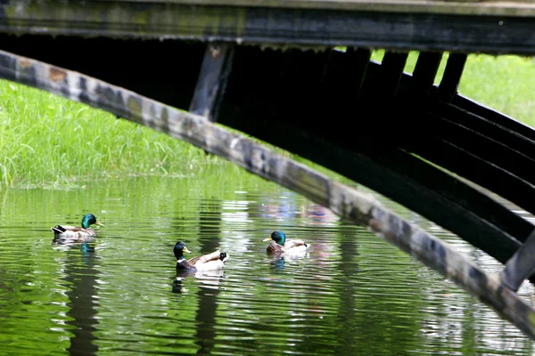 Ankor i park sjön — Stockfoto