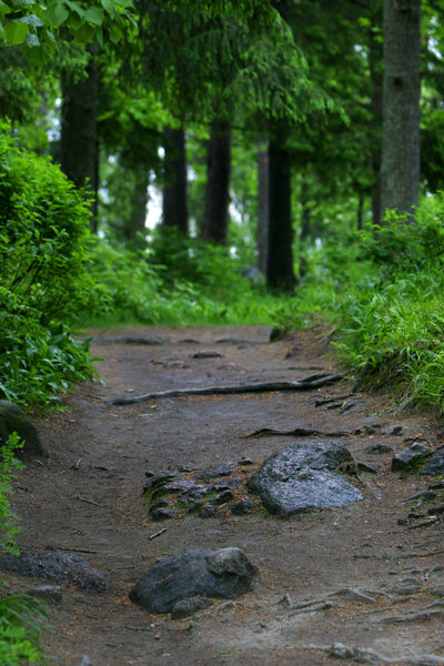road in green forest
