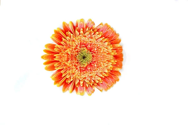 Gerber daisy over white — Stock Photo, Image