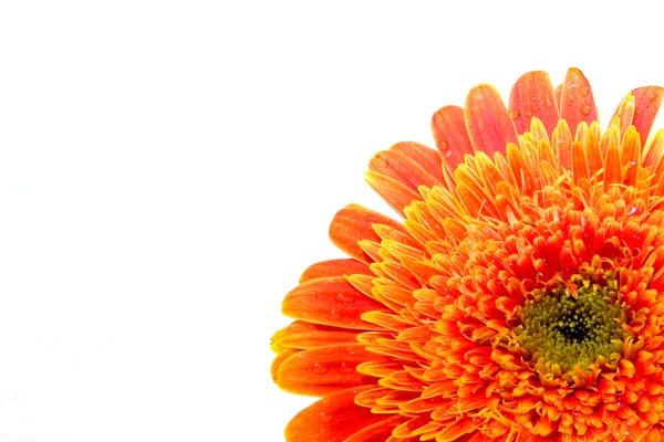 Close up of gerber daisy — Stock Photo, Image