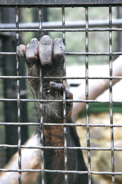 Affe greift nach Metallstangen — Stockfoto