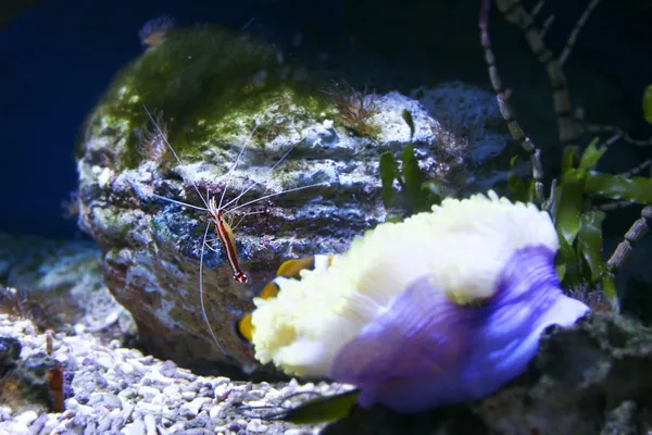 Crevettes nettoyantes rayées pacifiques sous l'eau — Photo