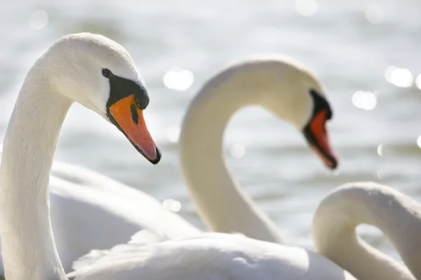 Close up of swans on water — стоковое фото