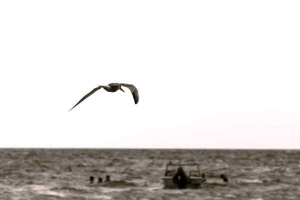 Sea gull nad białym — Zdjęcie stockowe