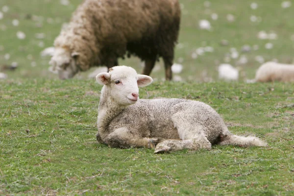 Jonge lam op groen gras — Stockfoto