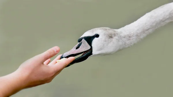 Närbild av mänsklig hand utfodring swan — Stockfoto