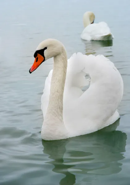 Due cigni in acqua — Foto Stock