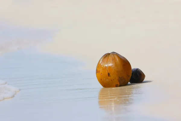 Kokosnüsse am Sandstrand — Stockfoto