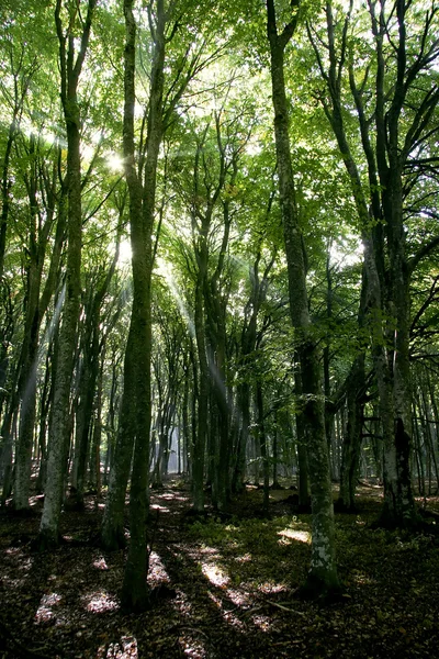 Vroege ochtend in bergbos — Stockfoto