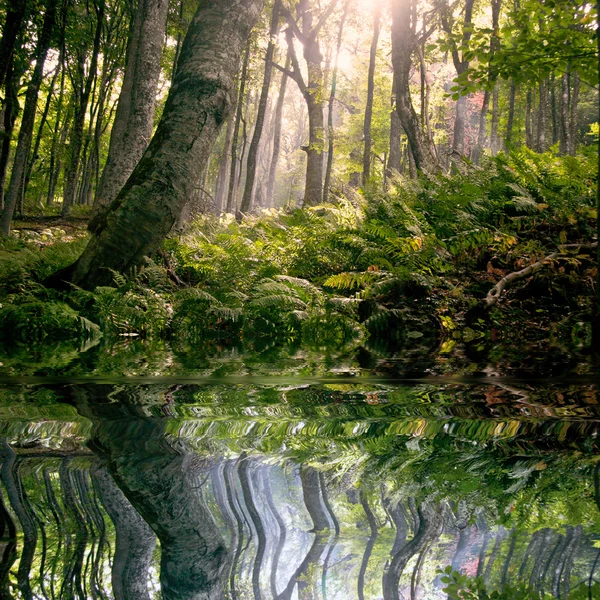 Matin en forêt — Photo