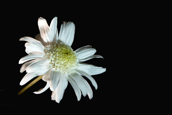 Flor branca sobre preto — Fotografia de Stock