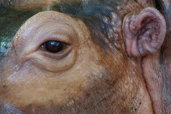 Close up van hippo oog — Stockfoto