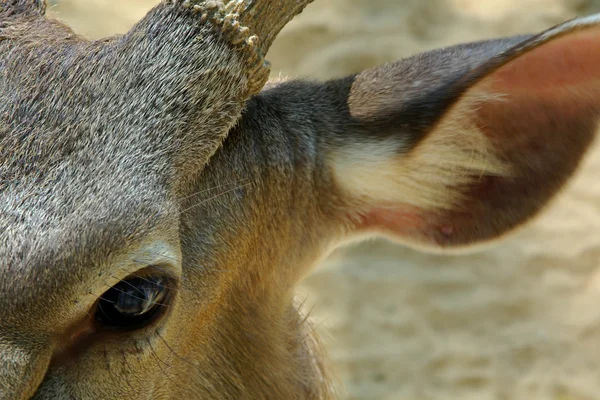 鹿の目と耳のクローズ アップ — ストック写真