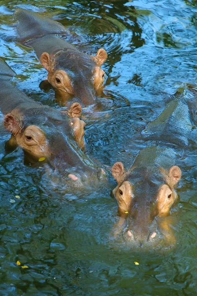 Tree hippos in water — Stock Photo, Image