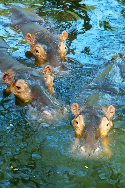 Tres hipopótamos en el agua — Foto de Stock