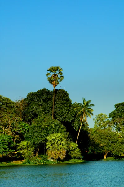 Línea costera de palmeras — Foto de Stock