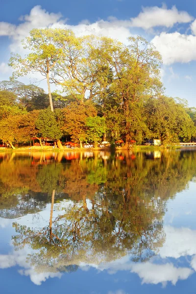 Árboles de otoño y reflexión — Foto de Stock