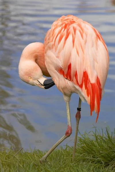 Flamingo rosa — Fotografia de Stock