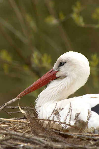 Ooievaar in nest — Stockfoto