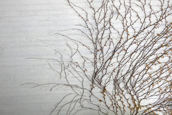 Branches sur fond mural gris — Photo