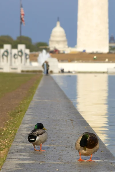 Ducks on US Capitol background — Stock Photo, Image