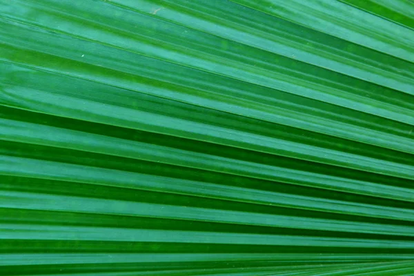 Groen blad van dichtbij — Stockfoto