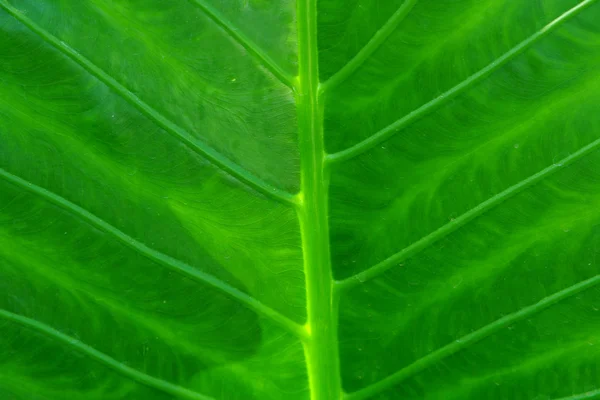 Close-up van groen blad — Stockfoto