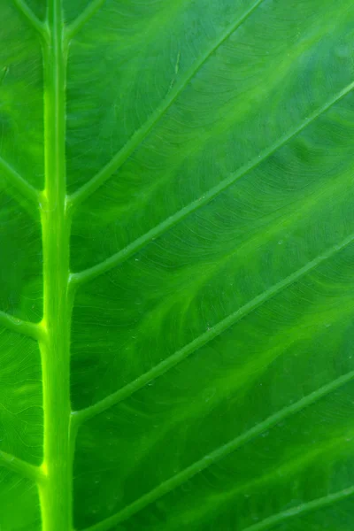 Close up of green leaf (vertical) — Stock Photo, Image