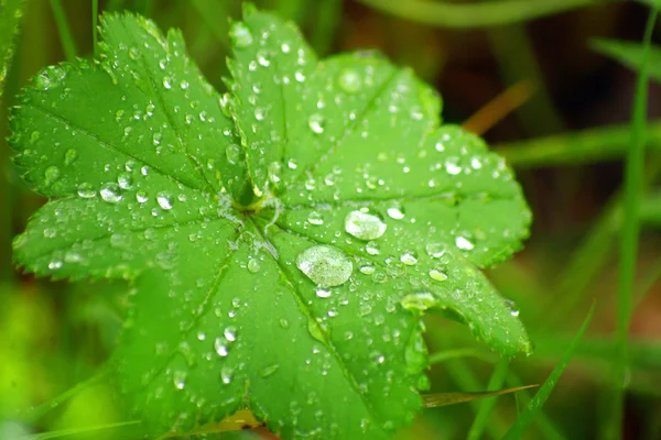 Foglia verde con gocce d'acqua — Foto Stock