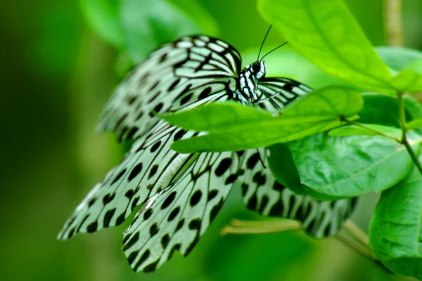 White butterfly on green leaf — Stock Photo, Image