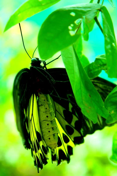 Yellow butterfly on green leaf — Stock Photo, Image