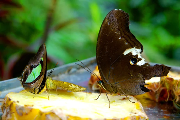 Butterflies on pineapple slice — Stock Photo, Image