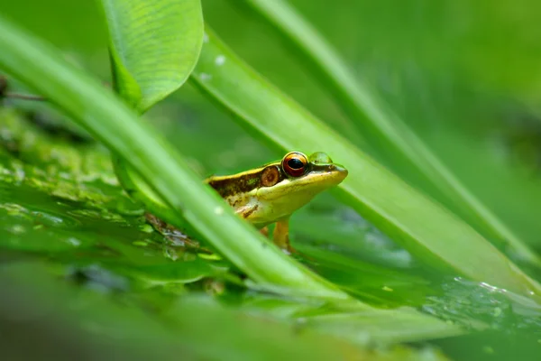 Grüner Frosch im Teich — Stockfoto