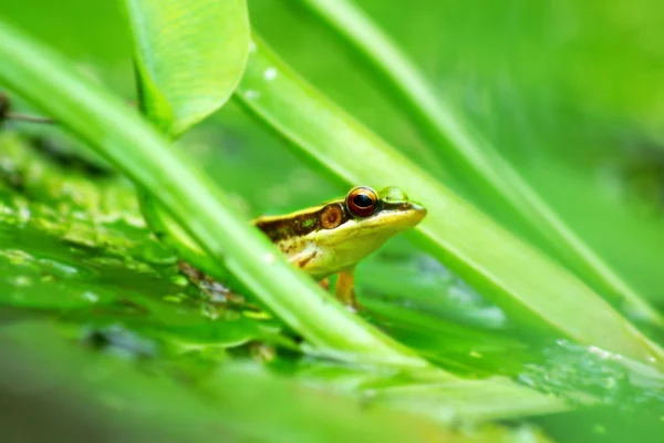 Groene kikker in een vijver — Stockfoto