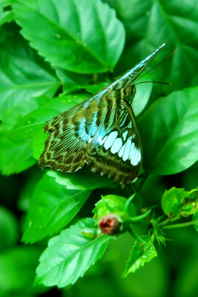 Πεταλούδα σε πράσινο φύλλο — Φωτογραφία Αρχείου