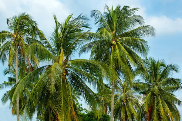 很多的天空背景上的棕榈树 — 图库照片
