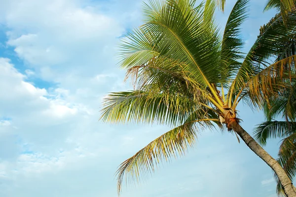 Palm boom op lucht achtergrond — Stockfoto