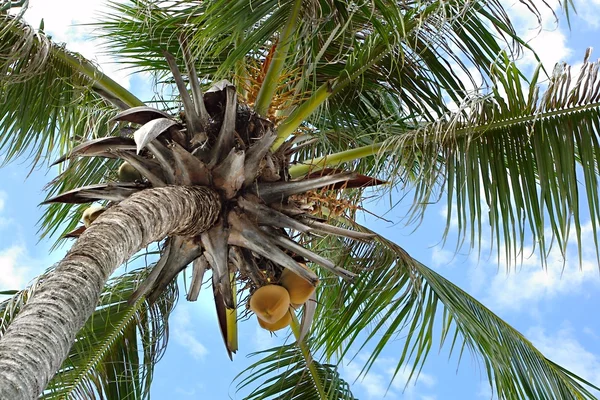 Coconut palm tree — Stock Photo, Image