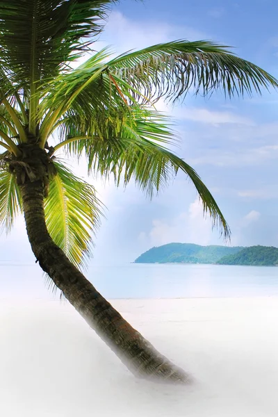 Palma na písčité pláži v tropech — Stockfoto
