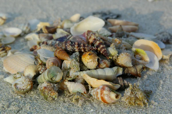 Différents coquillages sur la plage de sable — Photo