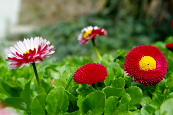 Flores vermelhas no canteiro de flores — Fotografia de Stock