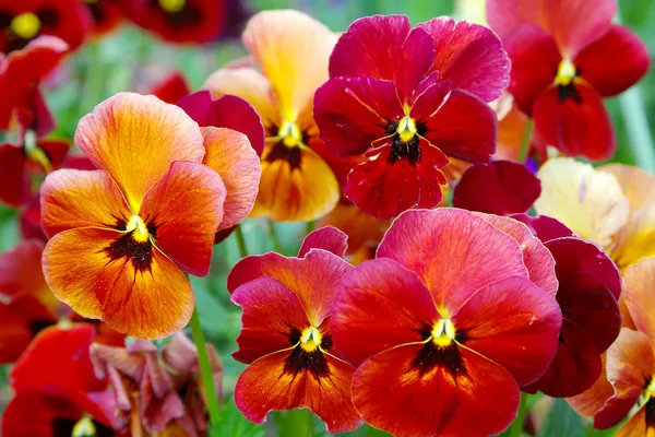 Viooltje bloemen — Stockfoto