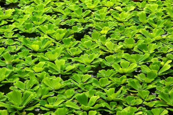 Plante d'eau avec gouttes sur les feuilles — Photo