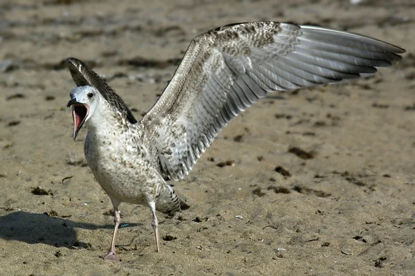 Havsmås redo att flyga — Stockfoto