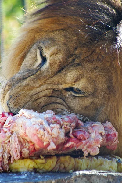 Leão comendo carne — Fotografia de Stock